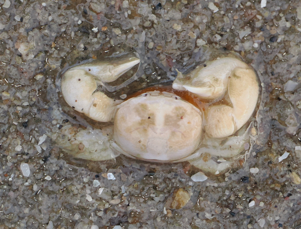 Polyonyx sinensis