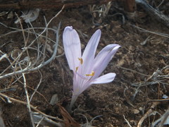 Colchicum troodi