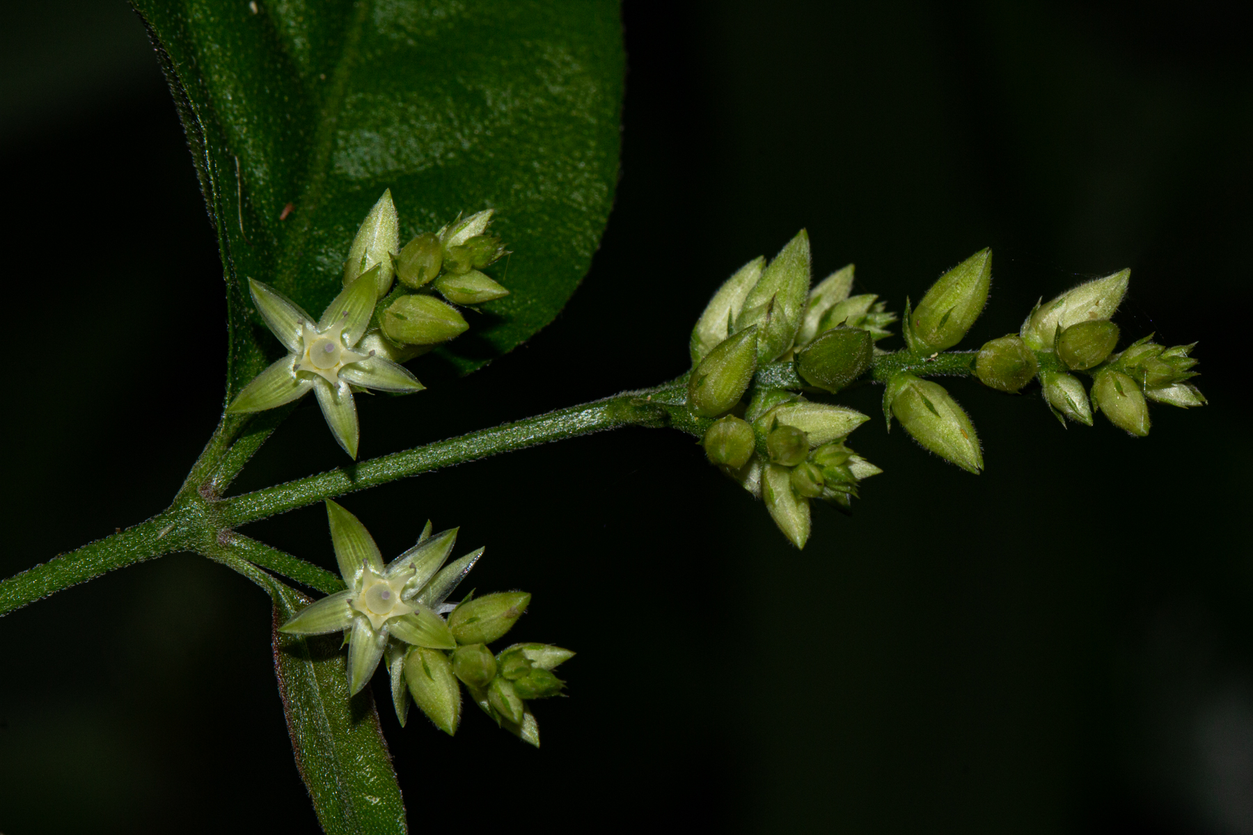 Psilotrichum