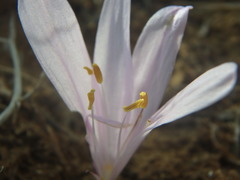 Colchicum troodi