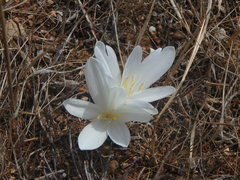 Colchicum troodi