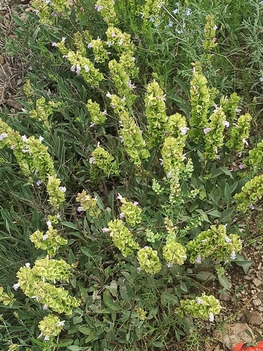 Turkish Black Sage (Salvia absconditiflora)