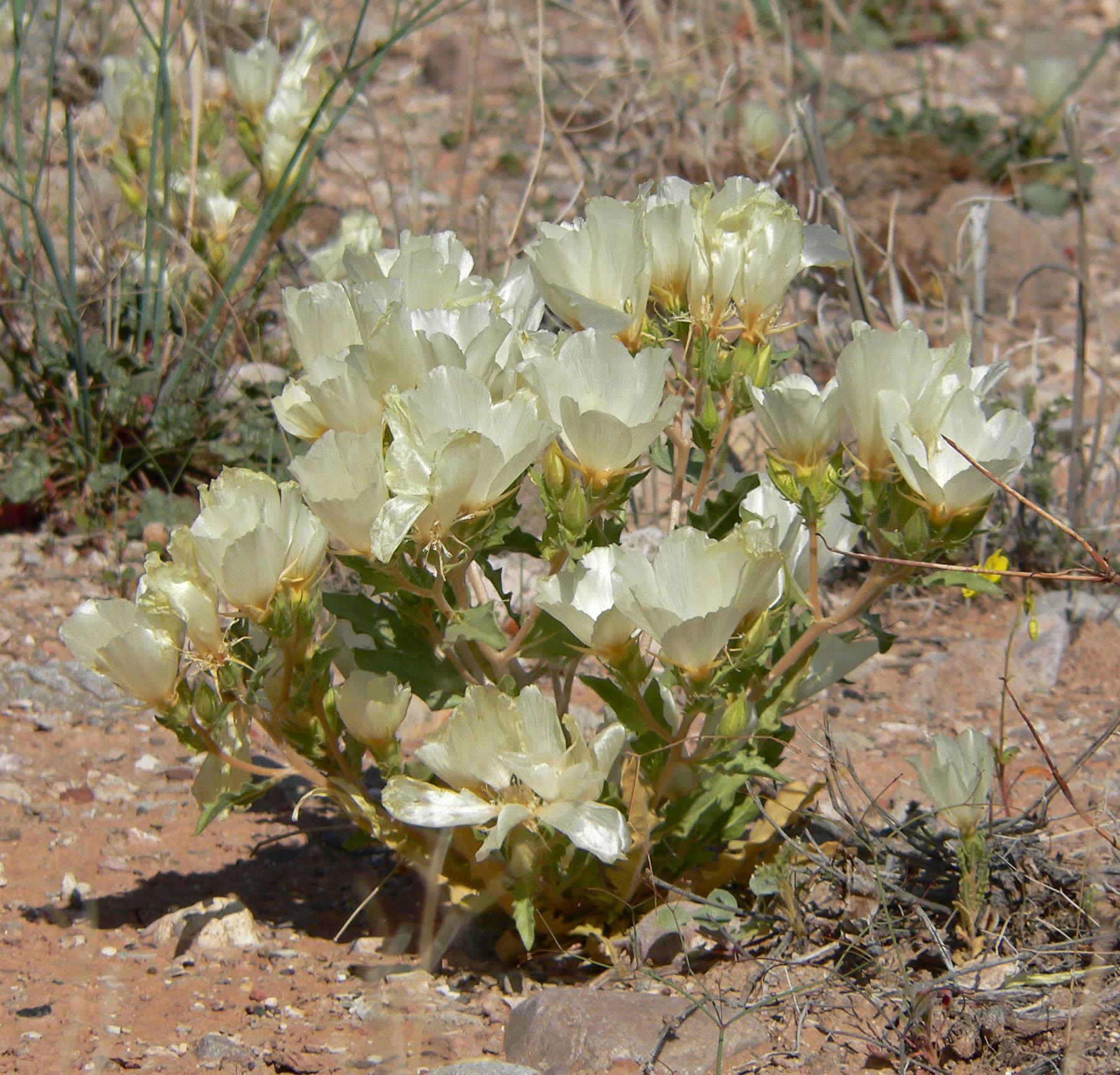 Mentzelia tricuspis