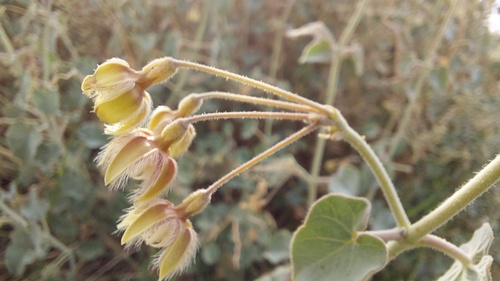 Pergularia tomentosa