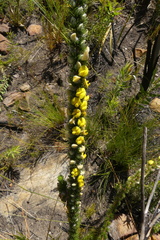 Aspalathus verbasciformis