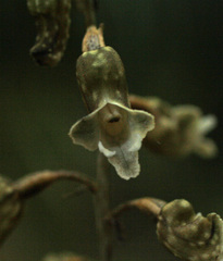 Gastrodia cooperae
