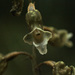 Gastrodia cooperae - Photo (c) memopob, μερικά δικαιώματα διατηρούνται (CC BY-NC), uploaded by memopob