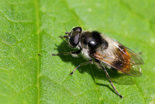 Bumblebee Blacklet