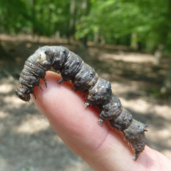 Catocala sponsa