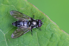 Cheilosia variabilis