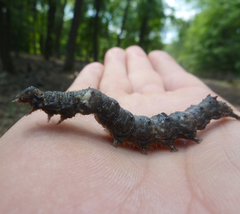 Catocala sponsa