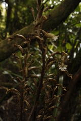 Gastrodia cooperae