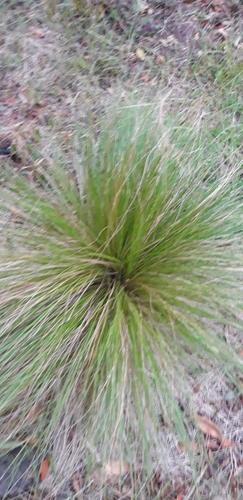 St. Helena Hair Grass (Eragrostis saxatilis)