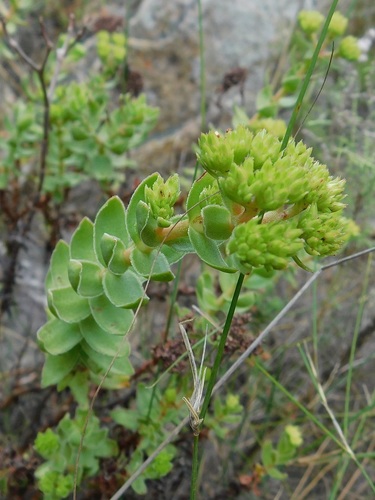Crassula undulata