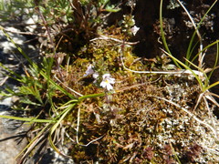 Euphrasia hudsoniana