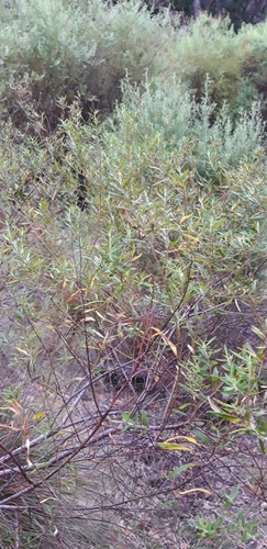 Phylica polifolia image