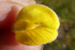 Aspalathus verbasciformis