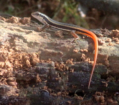 Sphenomorphus dussumieri