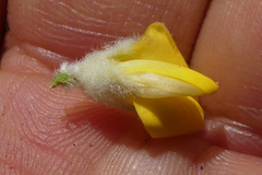 Aspalathus verbasciformis