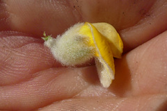 Aspalathus verbasciformis