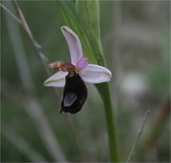 Ophrys bertolonii