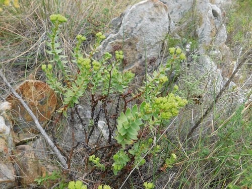 Crassula undulata