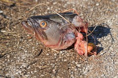 Micropterus salmoides