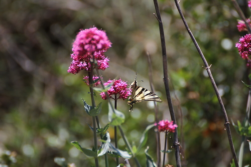 Photo of Scarce Swallowtail (Iphiclides podalirius)
