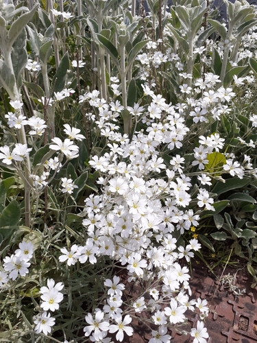 Cerastium tomentosum