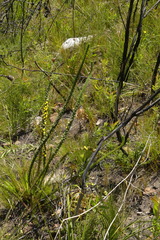 Aspalathus verbasciformis