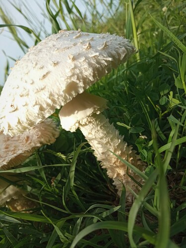 Kuštrava muhara (Saproamanita vittadinii)