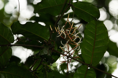 Dictyophleba lucida image