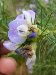 Psoralea ivumba