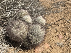 Mammillaria dioica