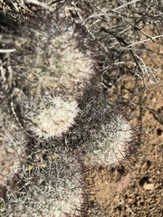 Mammillaria dioica