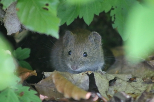 Hrdziak lesný (Clethrionomys glareolus)