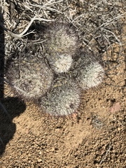Mammillaria dioica