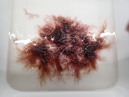 Polysiphonia stricta observed 2023-05-25