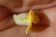 Aspalathus verbasciformis