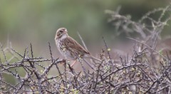 Passerculus sandwichensis rostratus