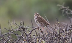 Passerculus sandwichensis rostratus