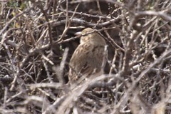 Passerculus sandwichensis rostratus