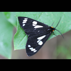 Gnophaela latipennis