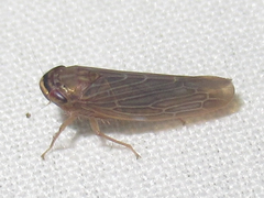 Chlorotettix necopinus