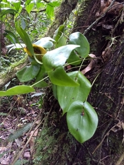 Pleurothallis cordata