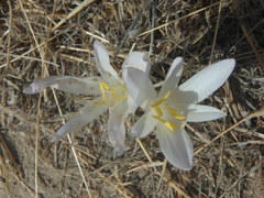Colchicum troodi
