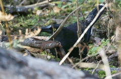 Strepera versicolor arguta