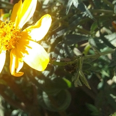 Leptopteromyia americana