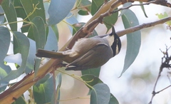 Melithreptus validirostris