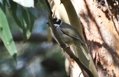 Melithreptus validirostris